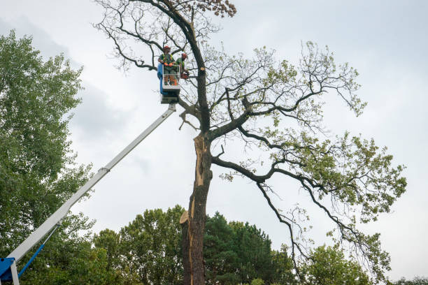 Professional Tree Services in Sylvan Lake, MI