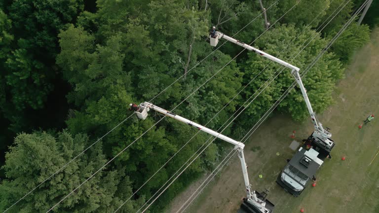 How Our Tree Care Process Works  in Sylvan Lake, MI